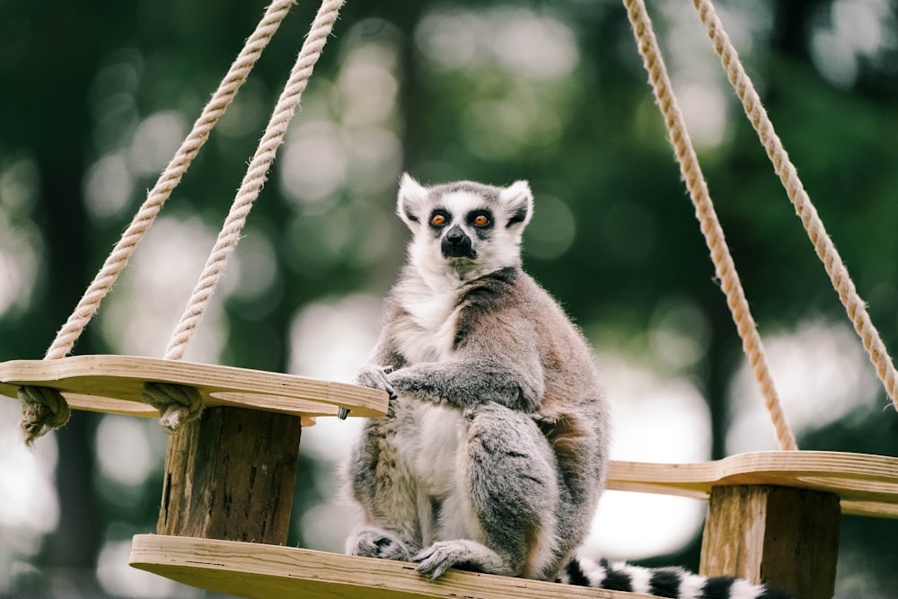 a small animal on a tree branch