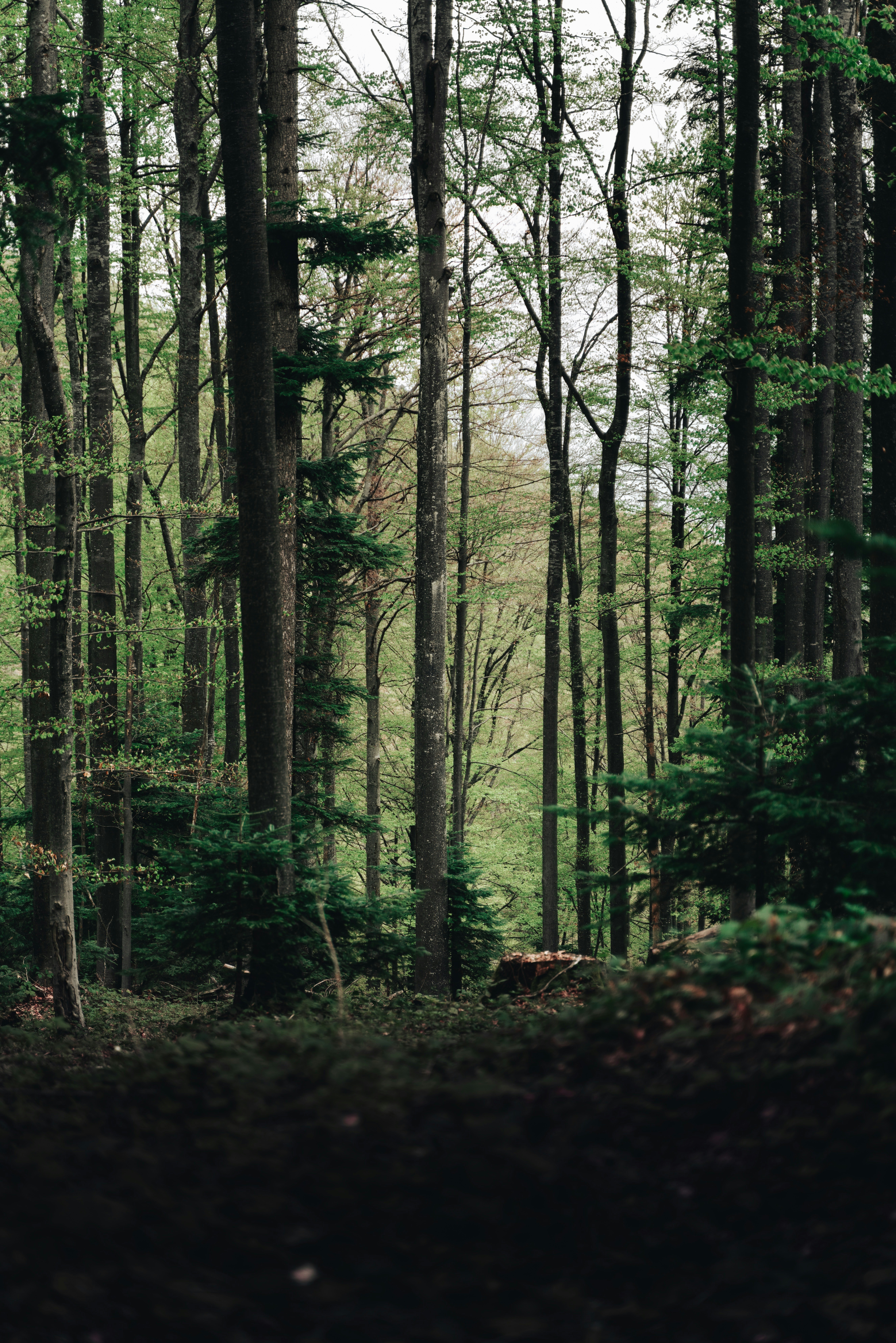 Photo by djordjevukojicic