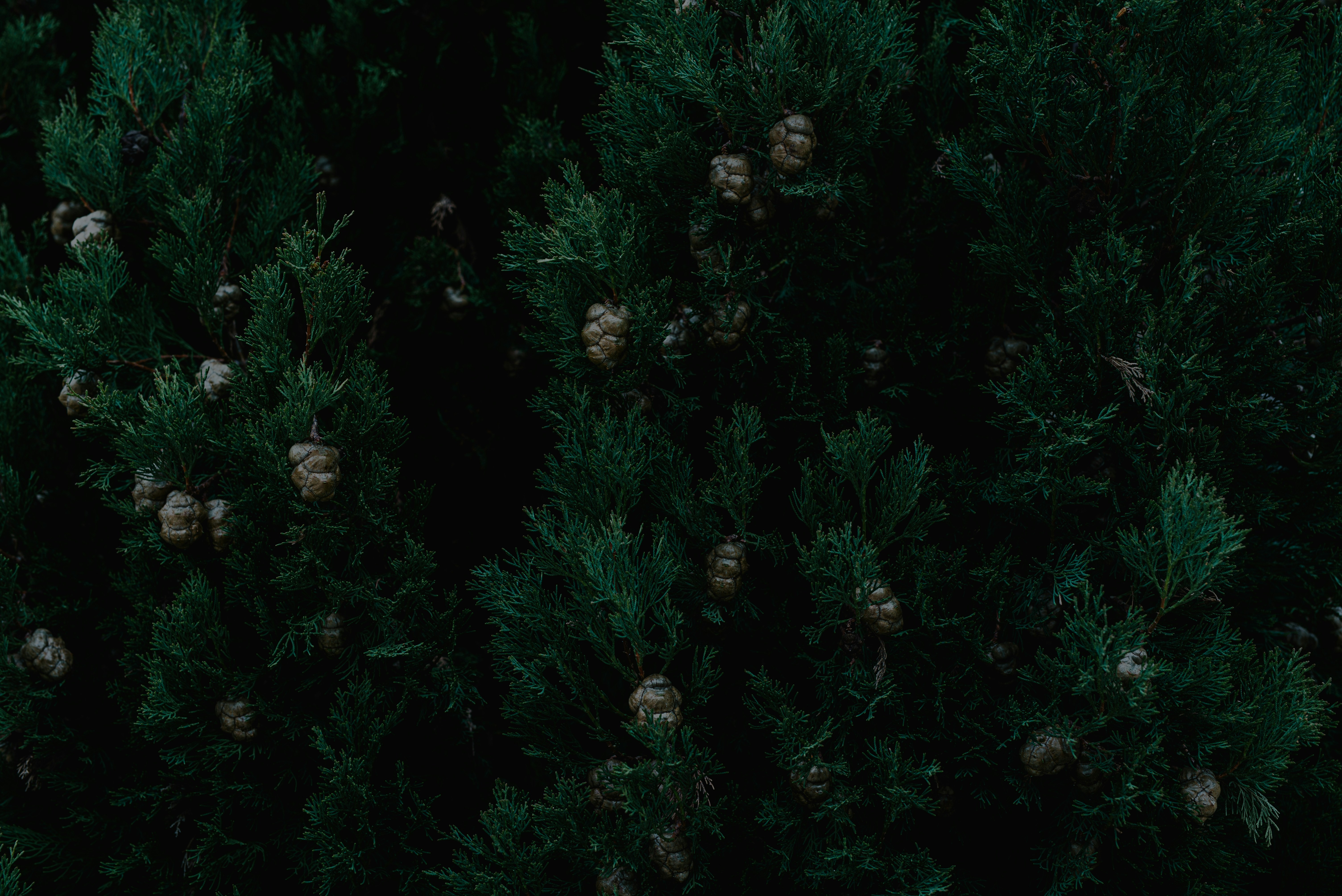 Photo by darya_jumelya