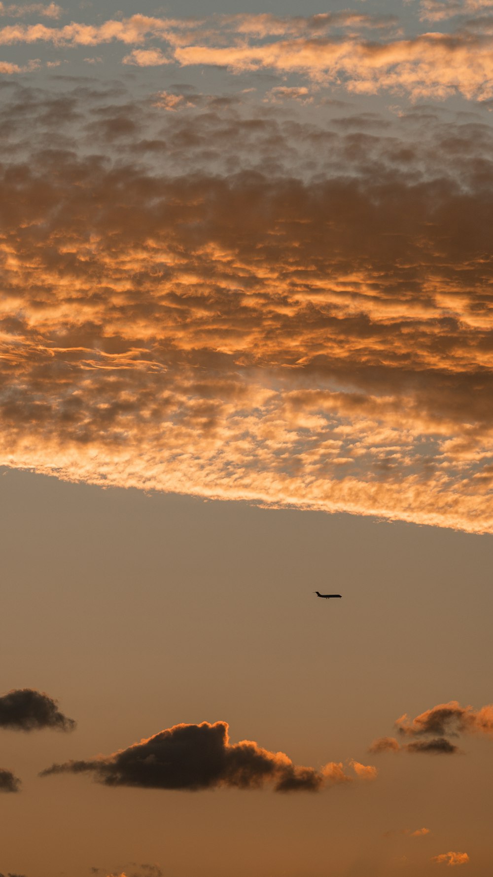 Un oiseau volant dans le ciel