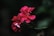 Vivid pink flowers with multiple petals are seen in a cluster against a dark, blurred background. The petals have delicate textures and a soft sheen, conveying freshness and beauty.