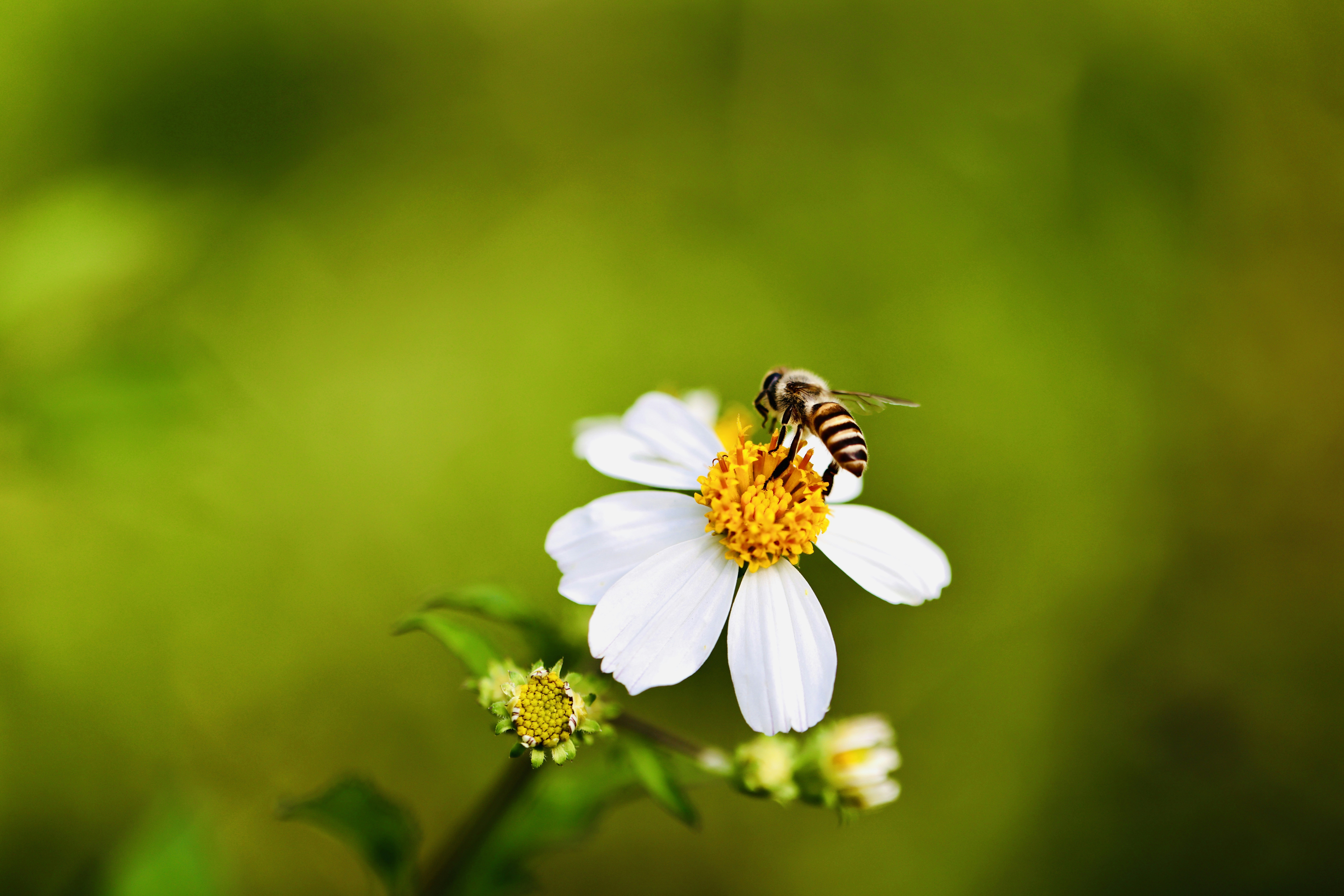 Güzel ve tatlı dilli konuşmayı simgeleyen, bir kaşıktan süzülen altın sarısı süzme bal görseli.