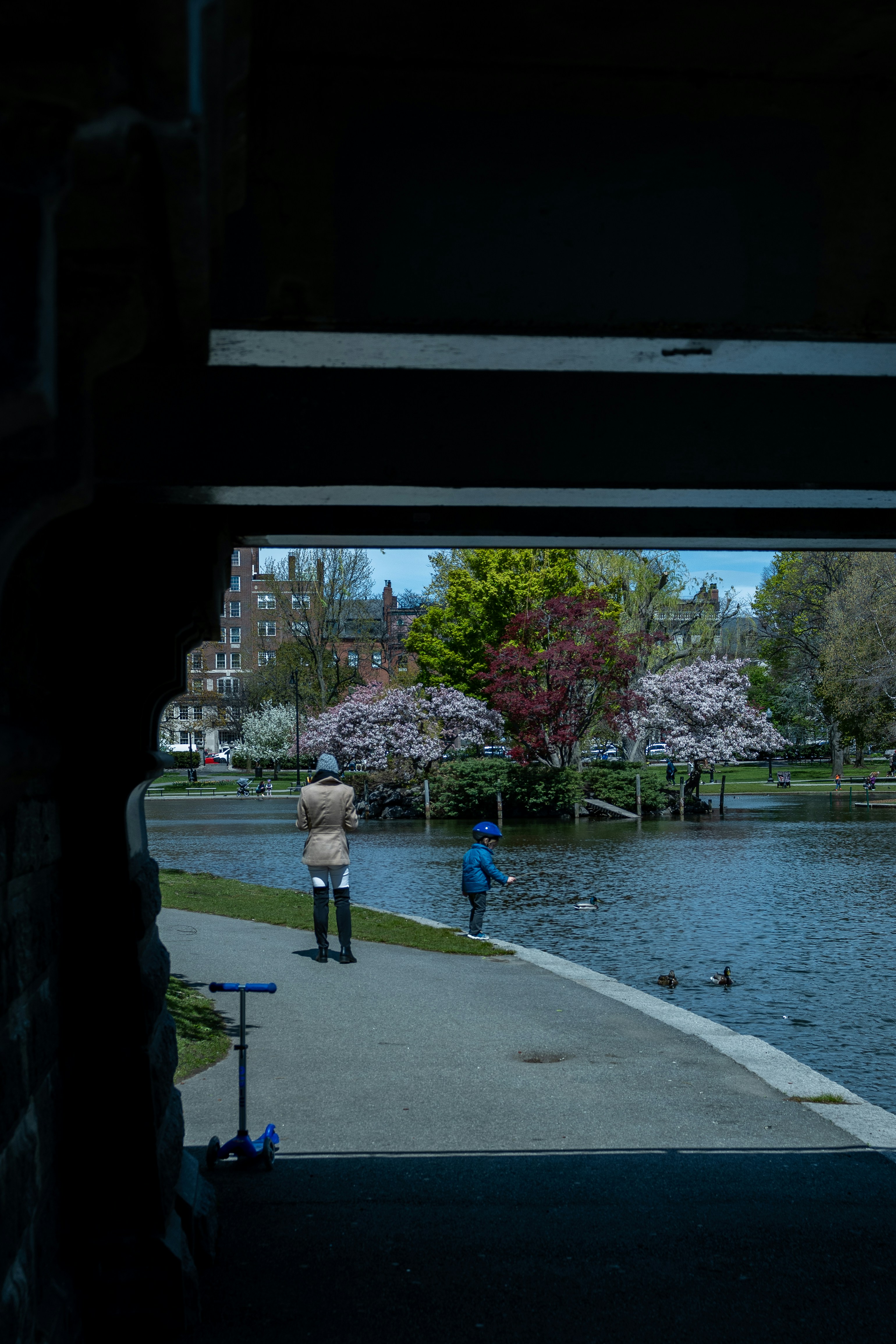 A child interacting with some geese, with his scooter left behind.