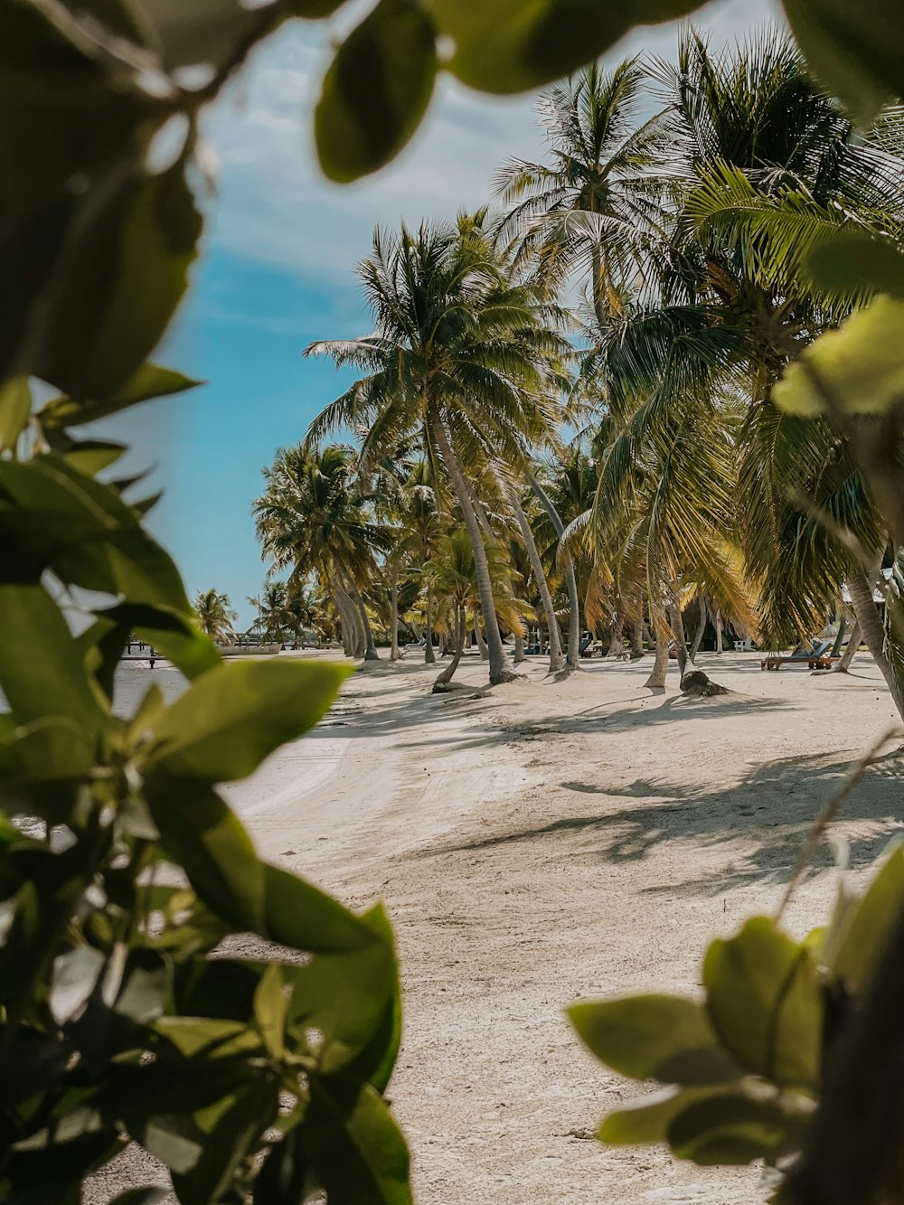 a banana tree in front of a palm tree