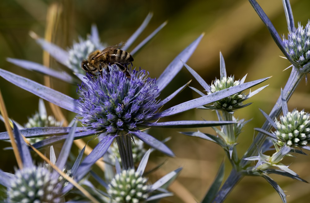 a bee on a flower