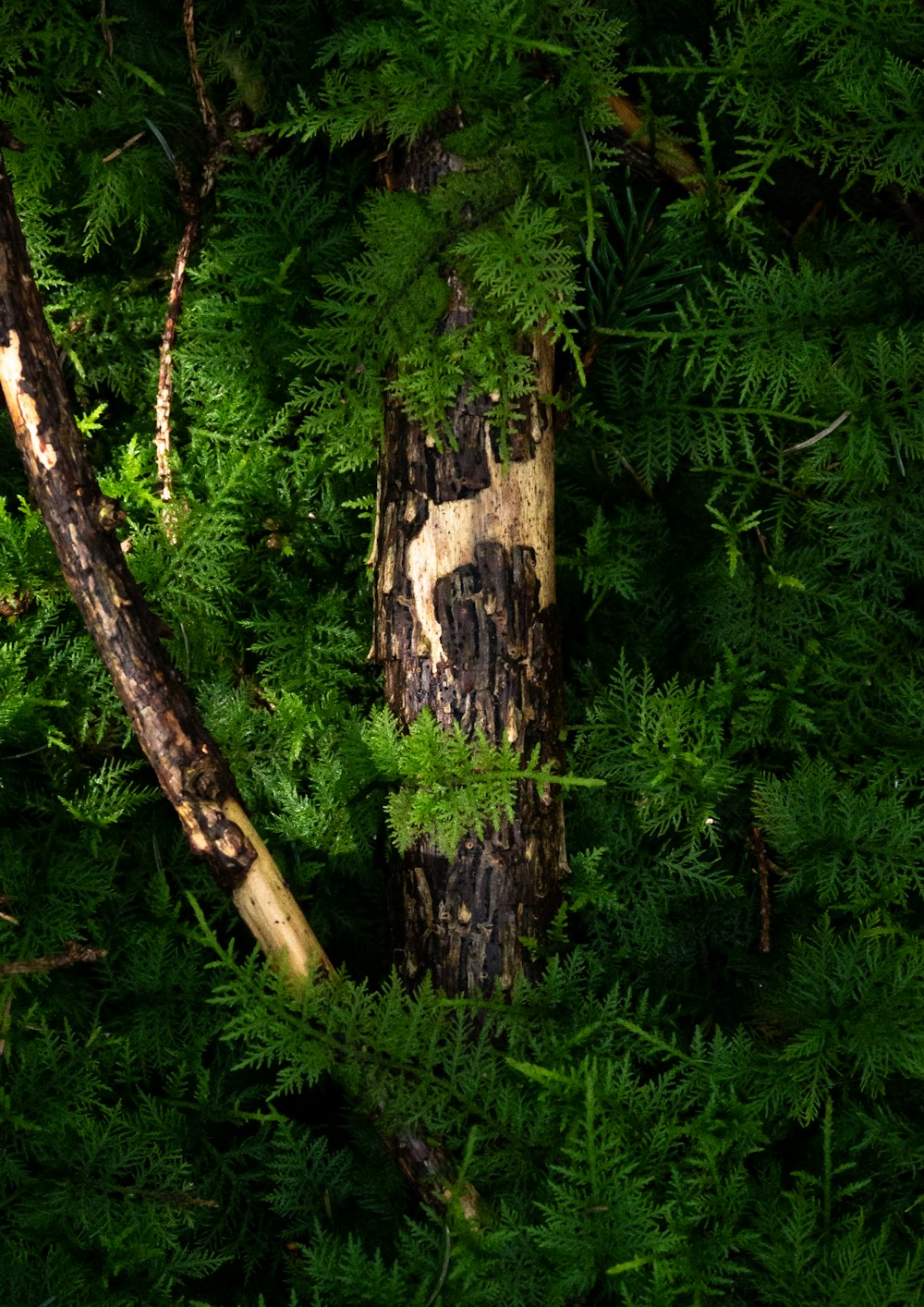 a tree with a large trunk