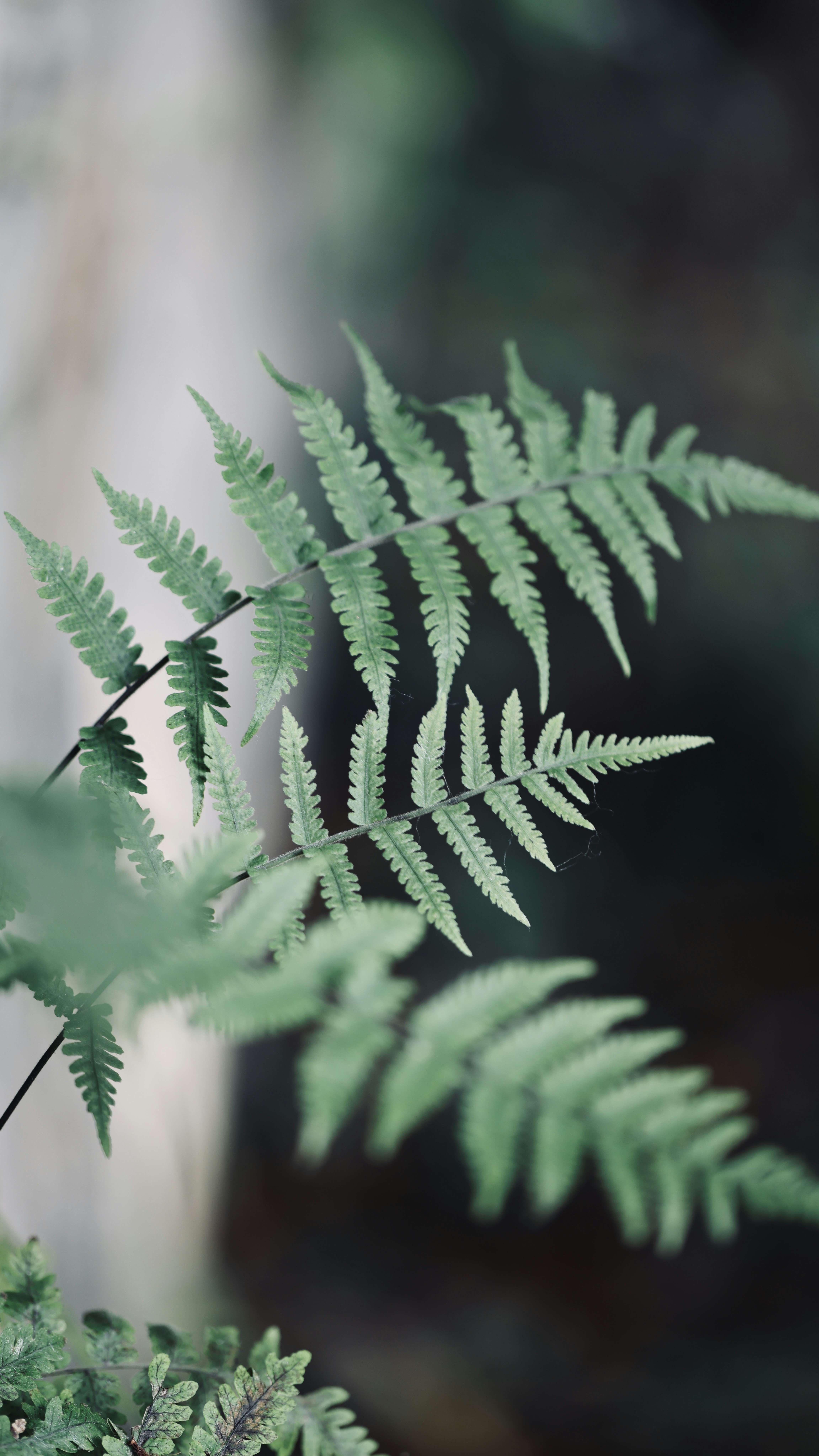 Photo by dickenslin76