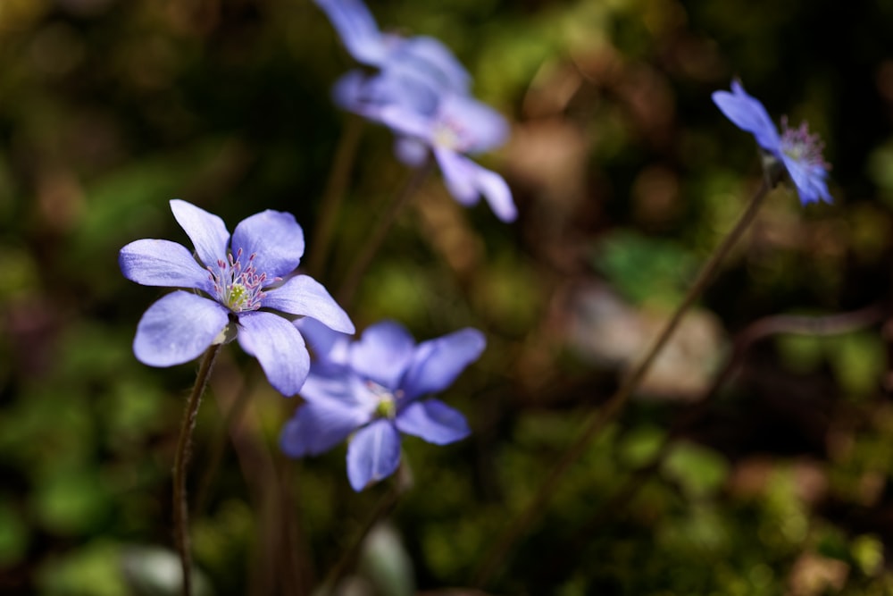 a group of flowers