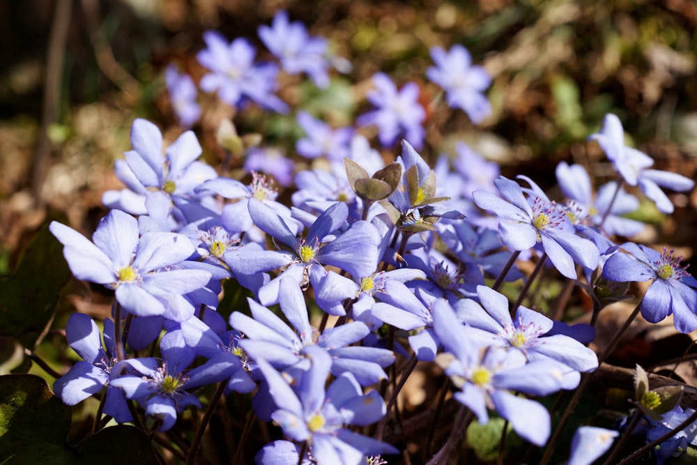 a group of blue flowers