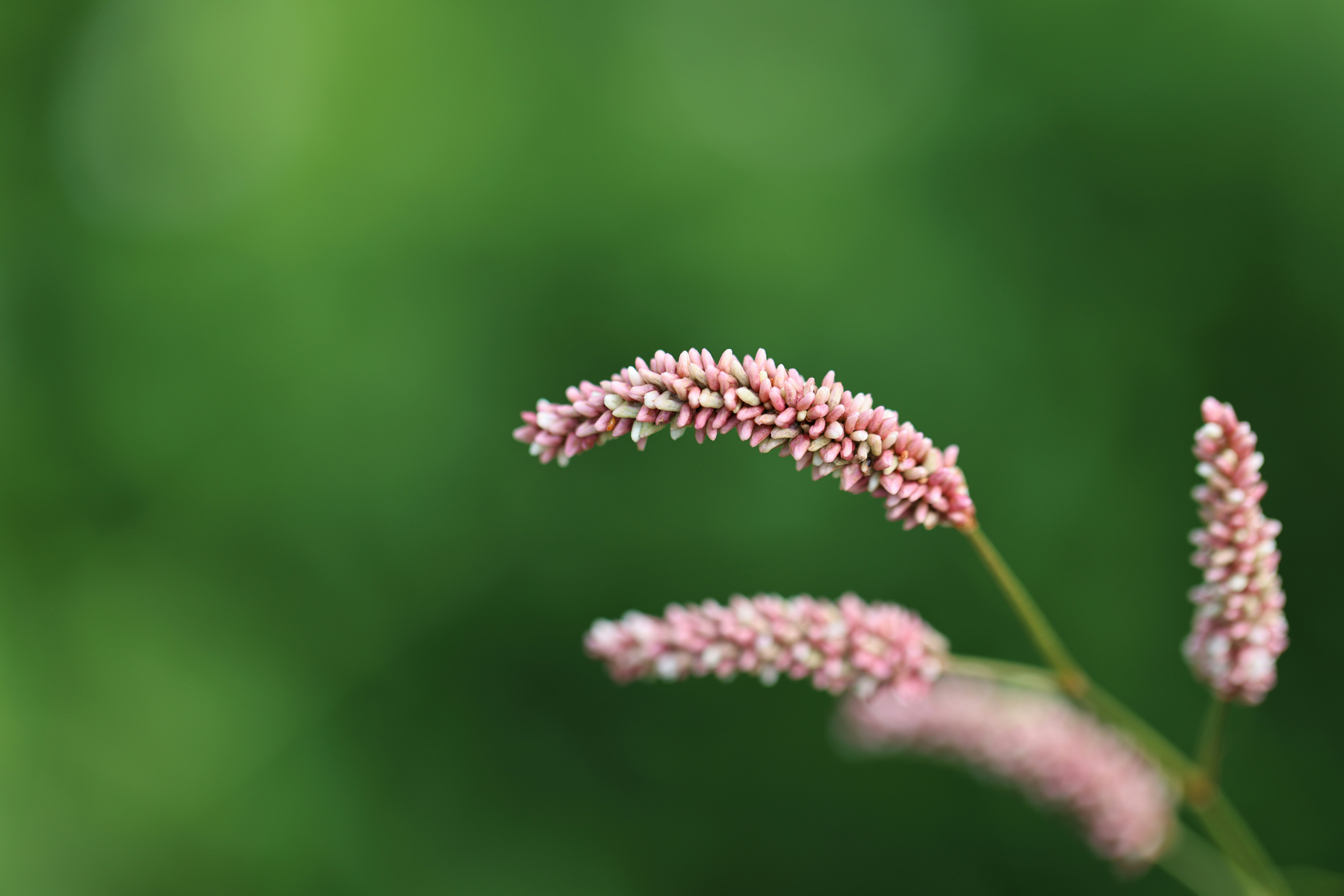 Photo by dickenslin76