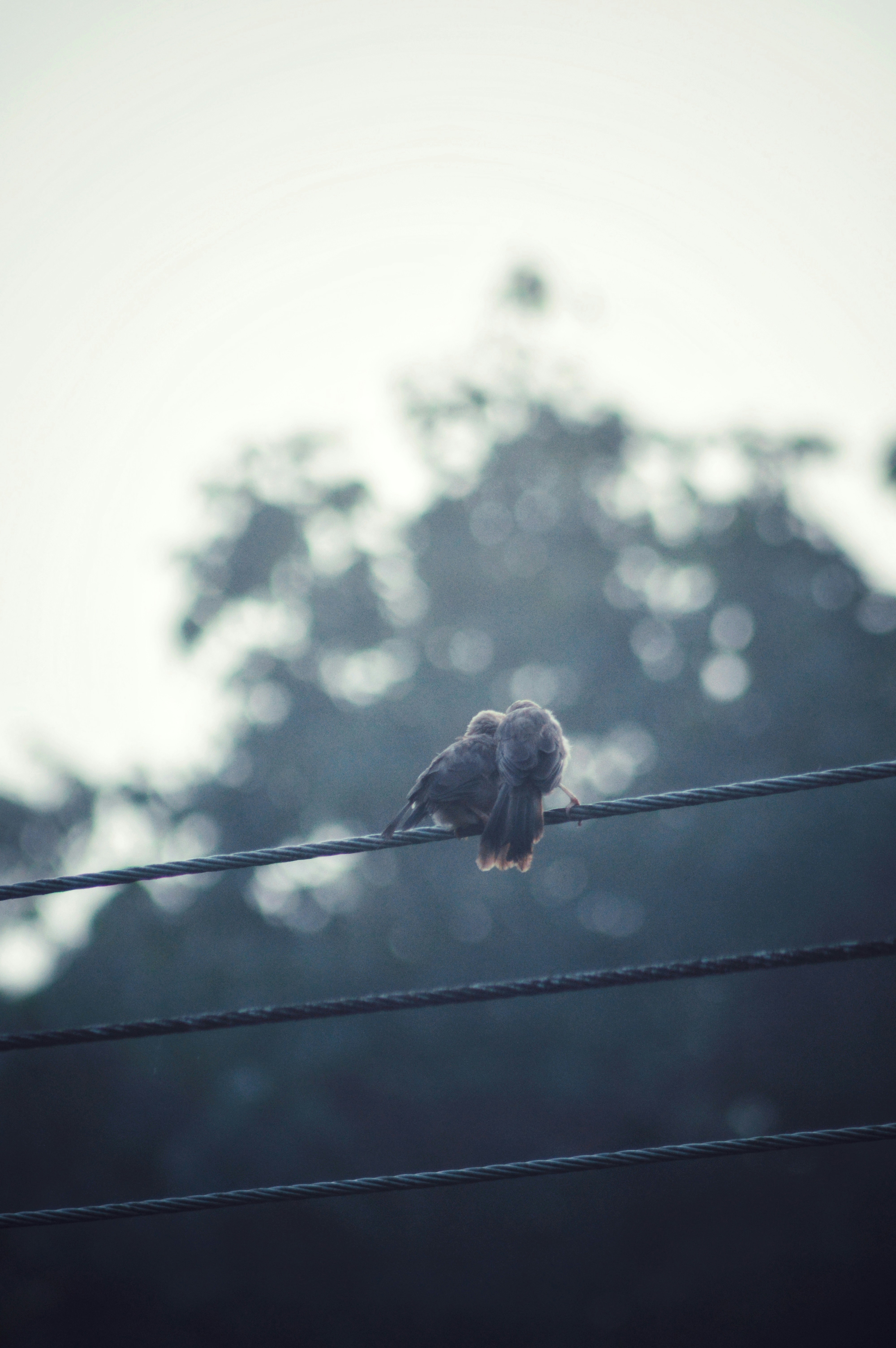 a bird sitting on a wire