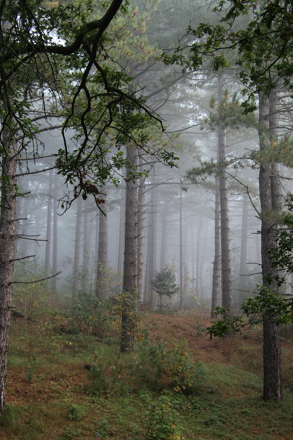 a foggy forest with trees