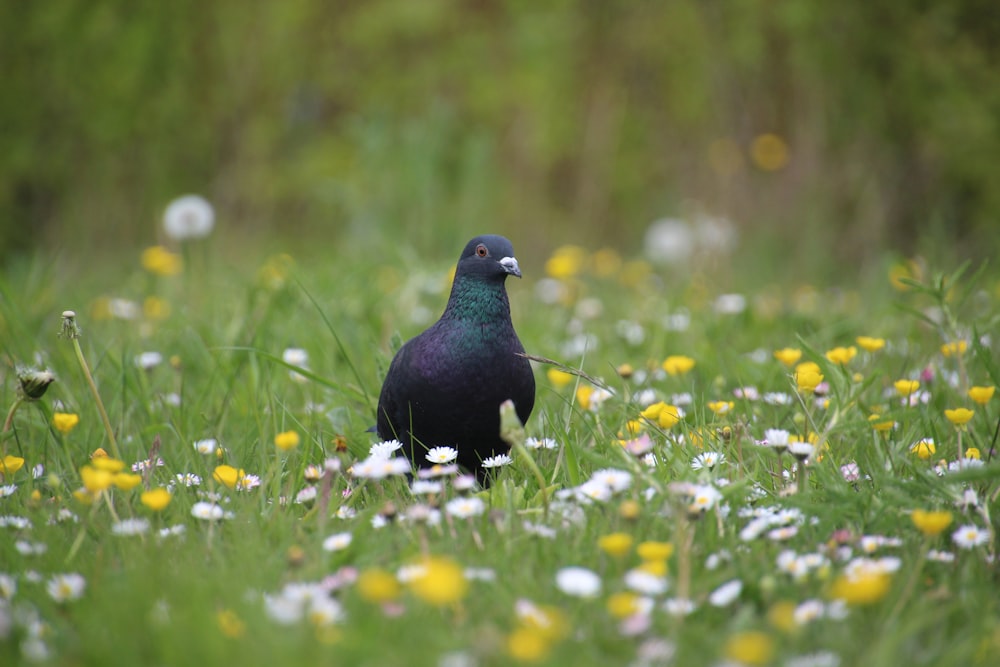 a bird standing in a field of flowers