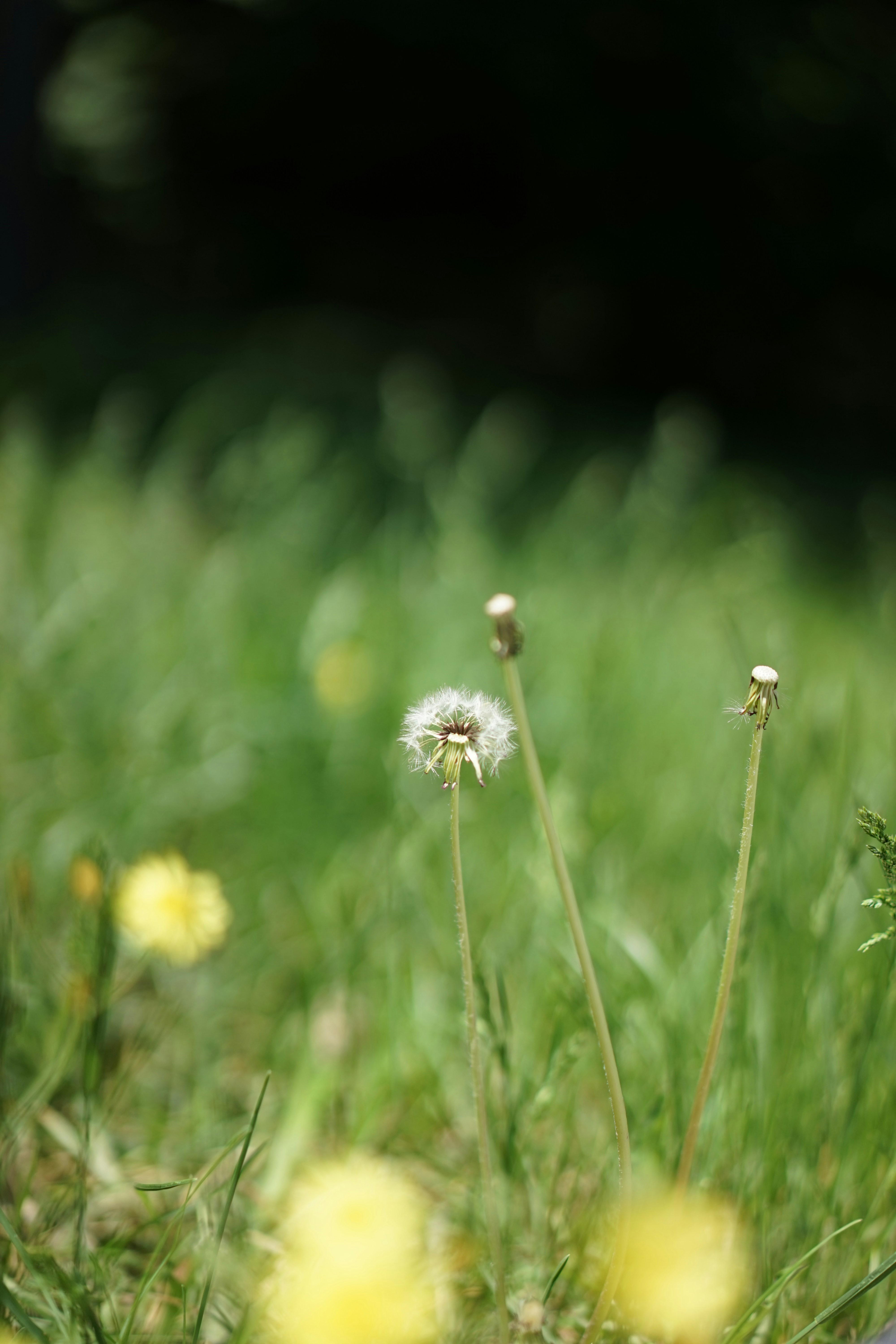 Understanding Hay Fever in Children: Signs to Watch For