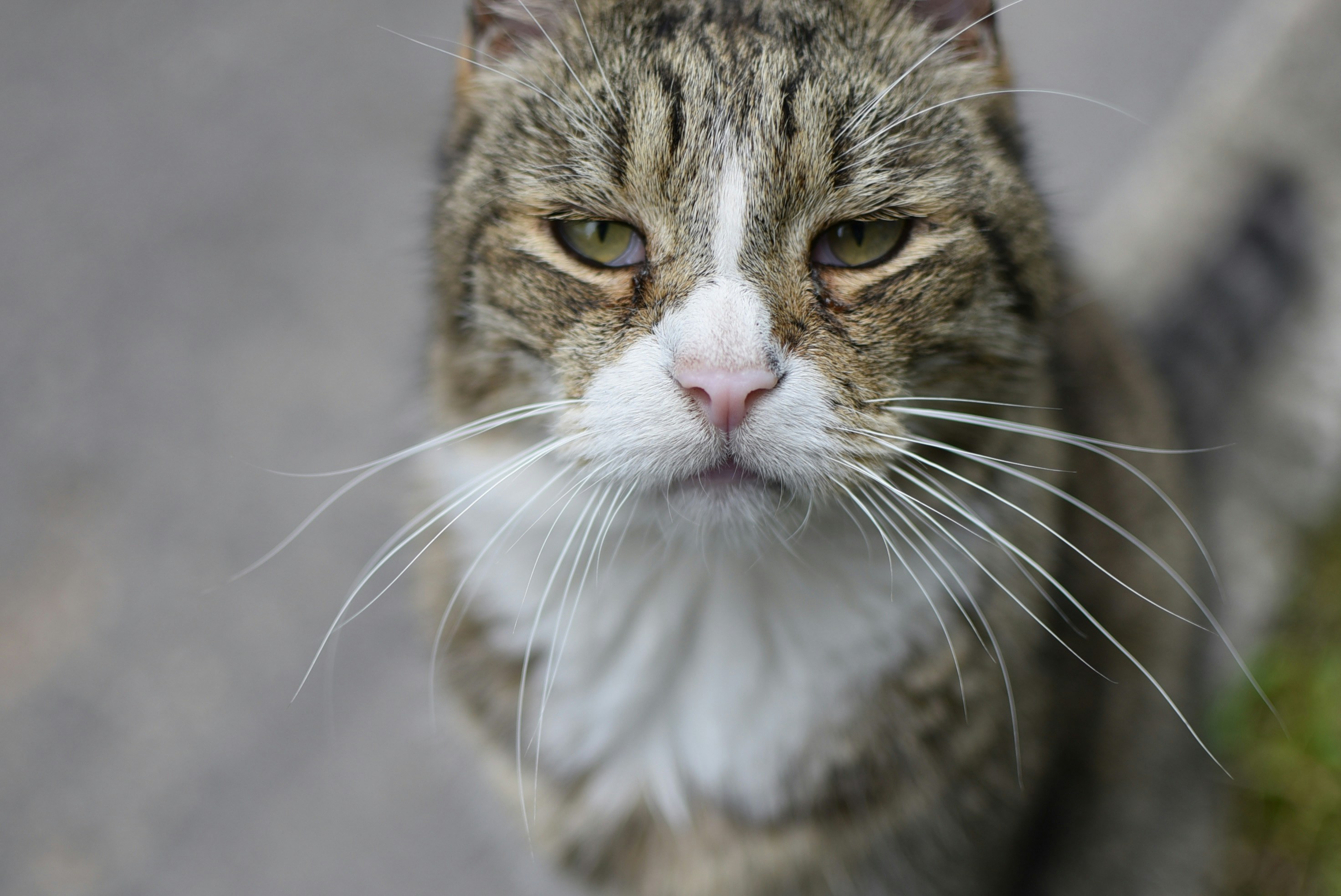 Spotting and Managing Cat Glaucoma