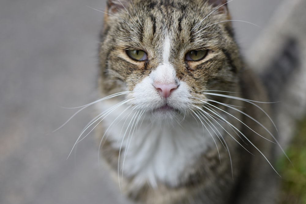 a cat looking at the camera