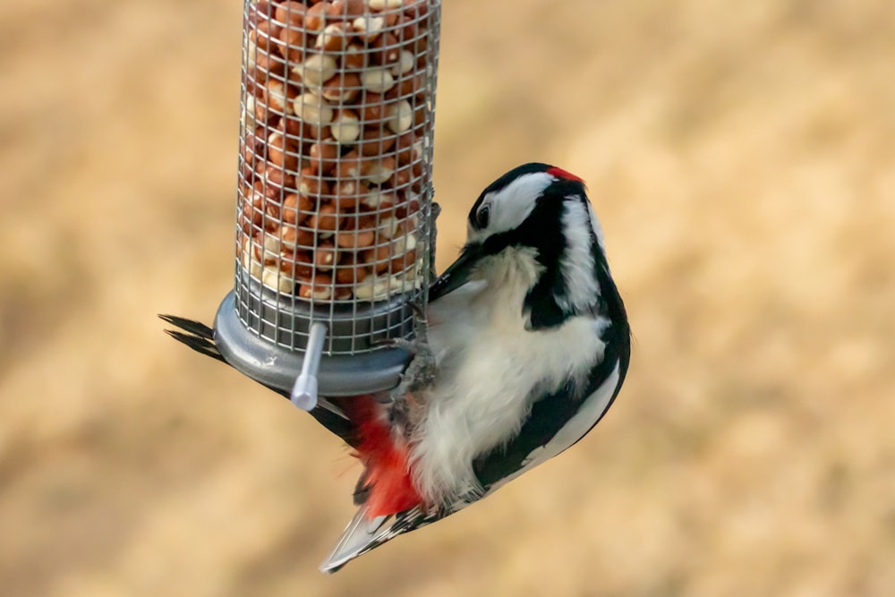 un uccello che mangia da una mangiatoia per uccelli