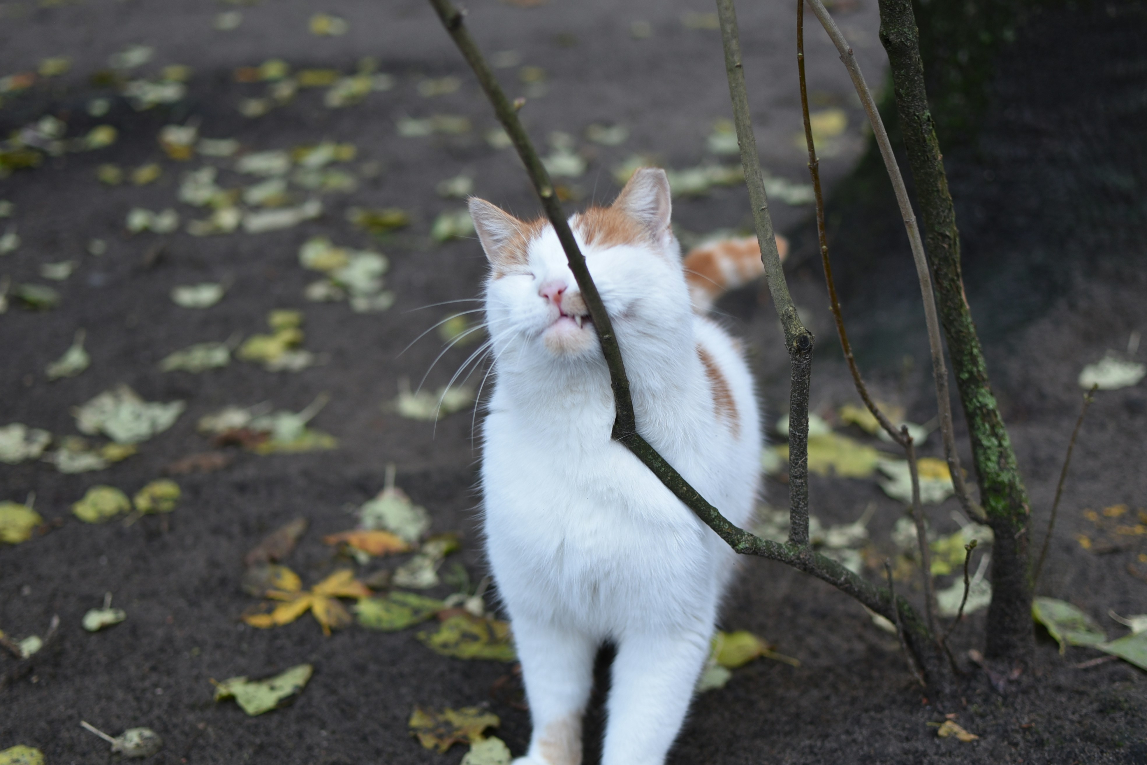Building Confidence Through Play (image credits: unsplash)