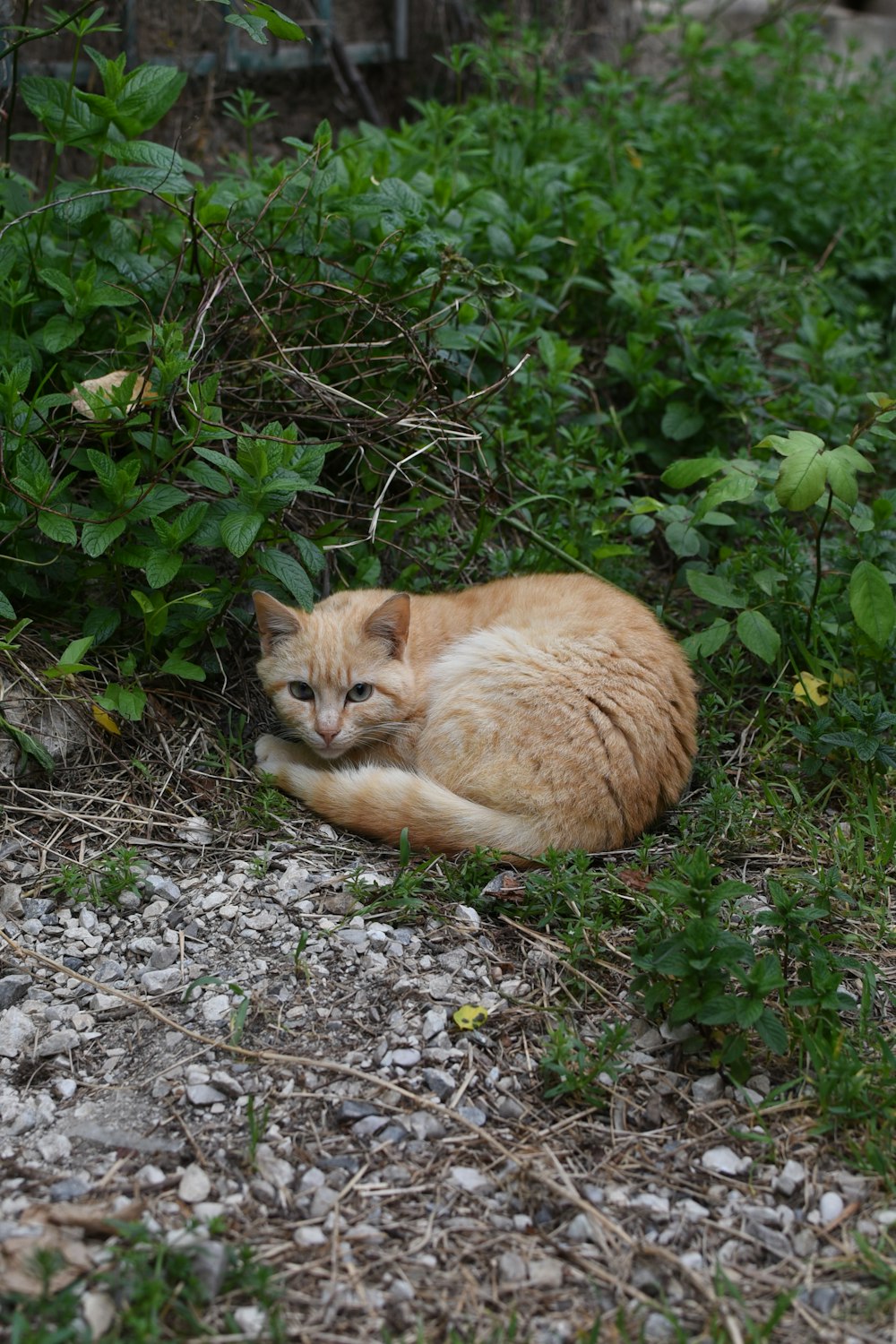 un gatto sdraiato nell'erba