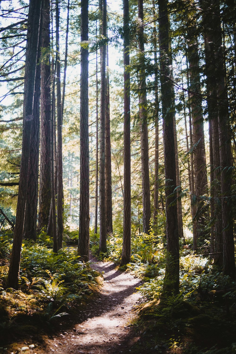 a dirt path through a forest