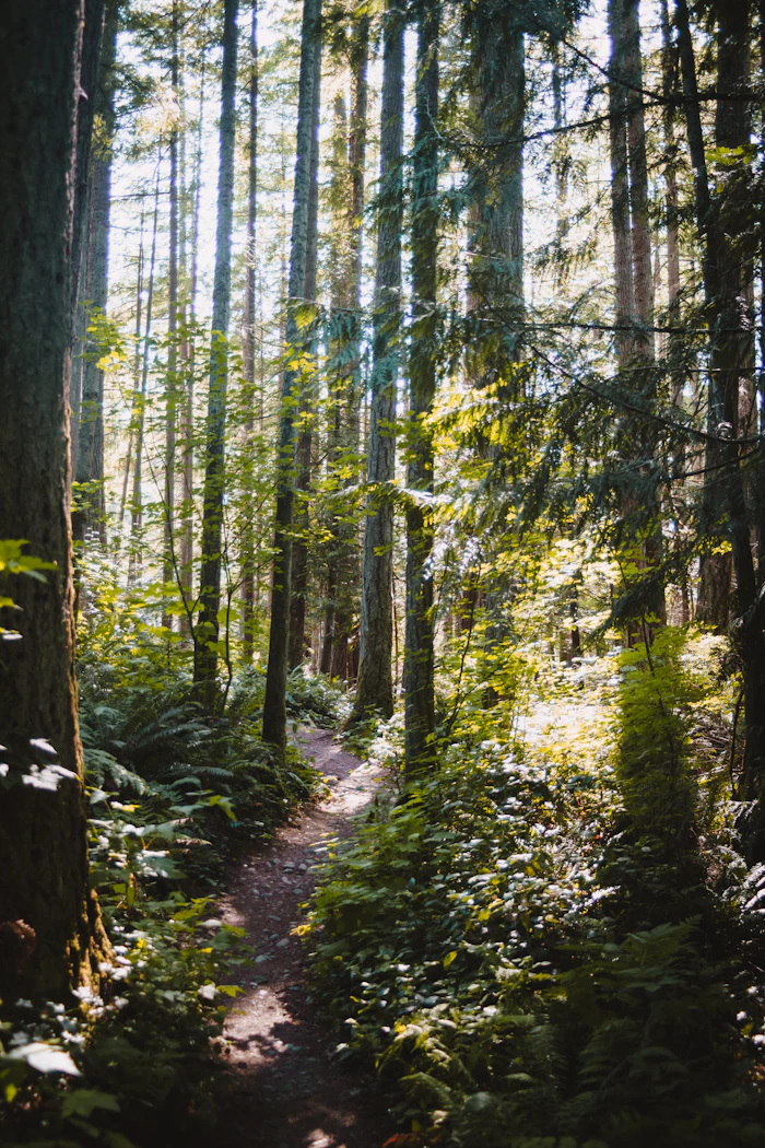 A quiet path through a wood