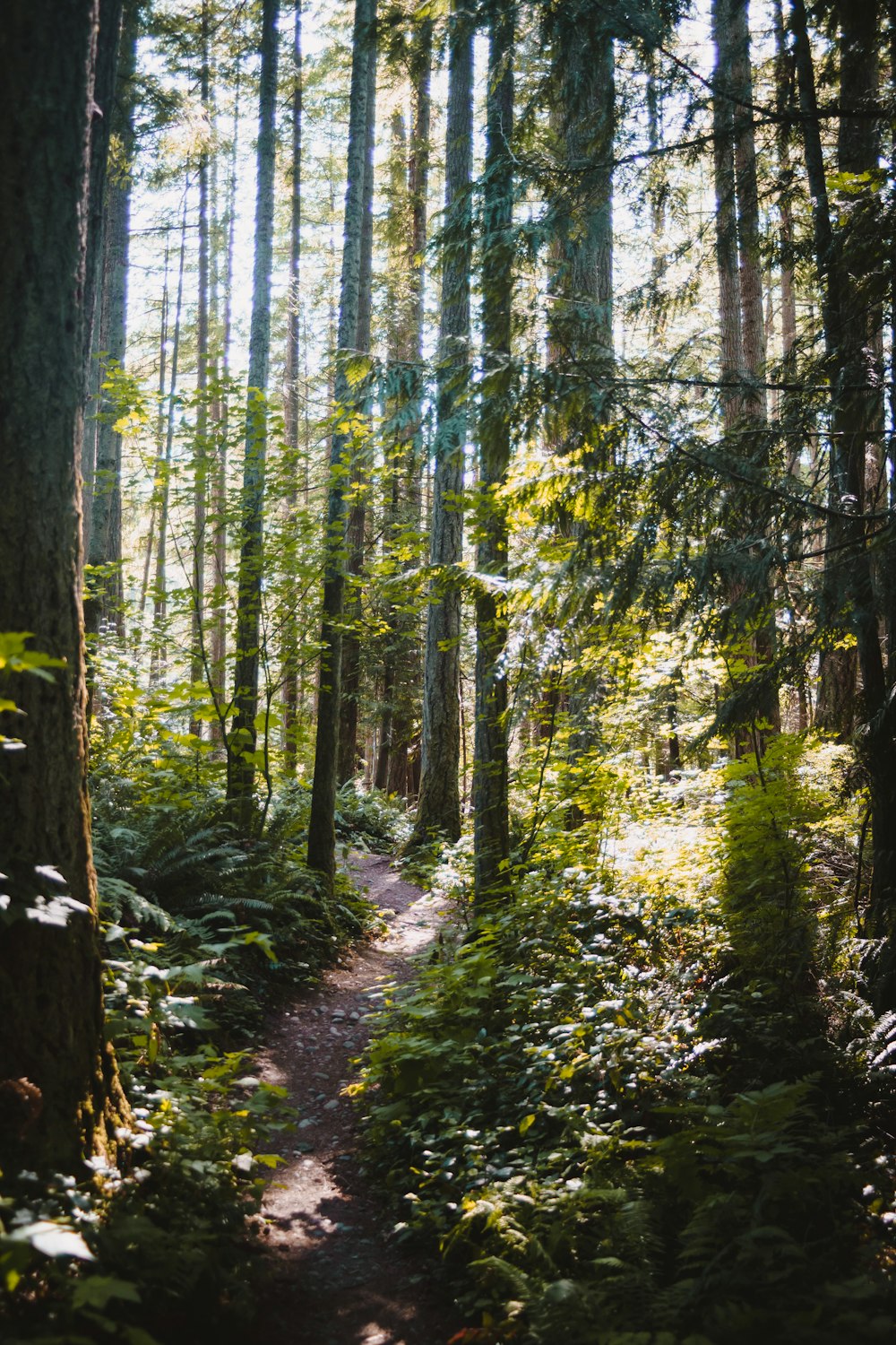 a path through a forest