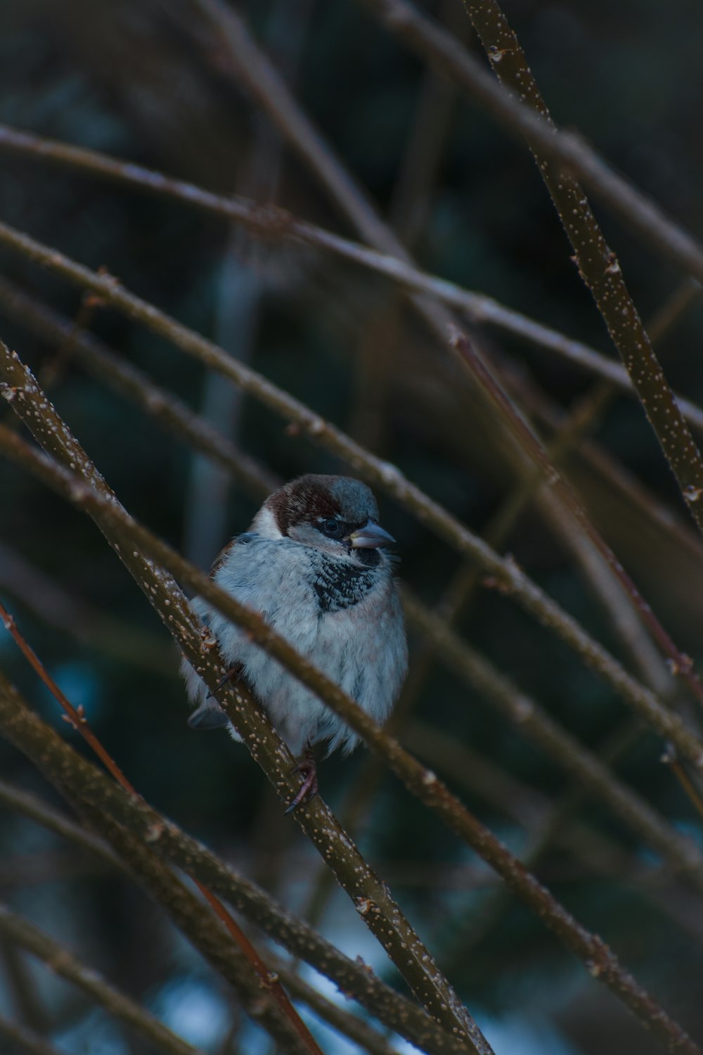 a bird sitting on a branch