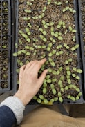 A hand is seen tending to young green seedlings planted in a tray filled with soil. The seedlings are small and spread out within individual sections of the black plastic tray.
