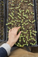 A hand is seen tending to young green seedlings planted in a tray filled with soil. The seedlings are small and spread out within individual sections of the black plastic tray.