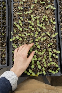A hand is seen tending to young green seedlings planted in a tray filled with soil. The seedlings are small and spread out within individual sections of the black plastic tray.