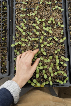 Hands gently planting seeds into moist coco peat trays with vibrant seedlings sprouting.