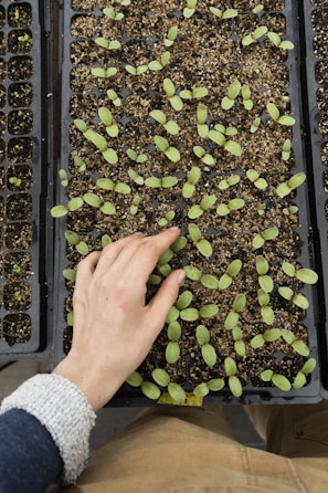 A hand is seen tending to young green seedlings planted in a tray filled with soil. The seedlings are small and spread out within individual sections of the black plastic tray.