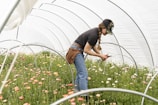 A person wearing a cap and casual clothing is tending to colorful flowers inside a greenhouse tunnel. The scene is filled with rows of blooming flowers in various shades of pink, orange, and yellow. The person is holding a pair of scissors and appears focused on their work.