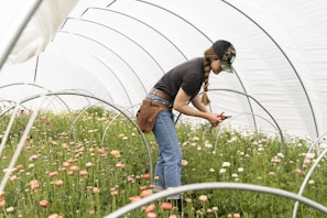 A person wearing a cap and casual clothing is tending to colorful flowers inside a greenhouse tunnel. The scene is filled with rows of blooming flowers in various shades of pink, orange, and yellow. The person is holding a pair of scissors and appears focused on their work.