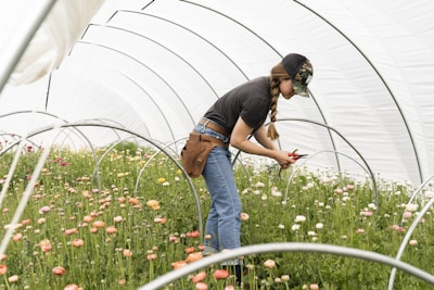 A person wearing a cap and casual clothing is tending to colorful flowers inside a greenhouse tunnel. The scene is filled with rows of blooming flowers in various shades of pink, orange, and yellow. The person is holding a pair of scissors and appears focused on their work.