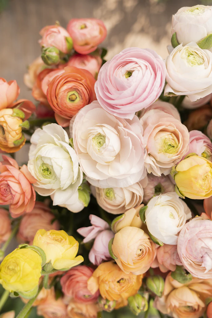 Ranunculus
