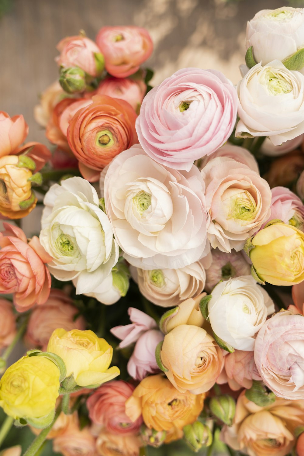 a group of colorful flowers