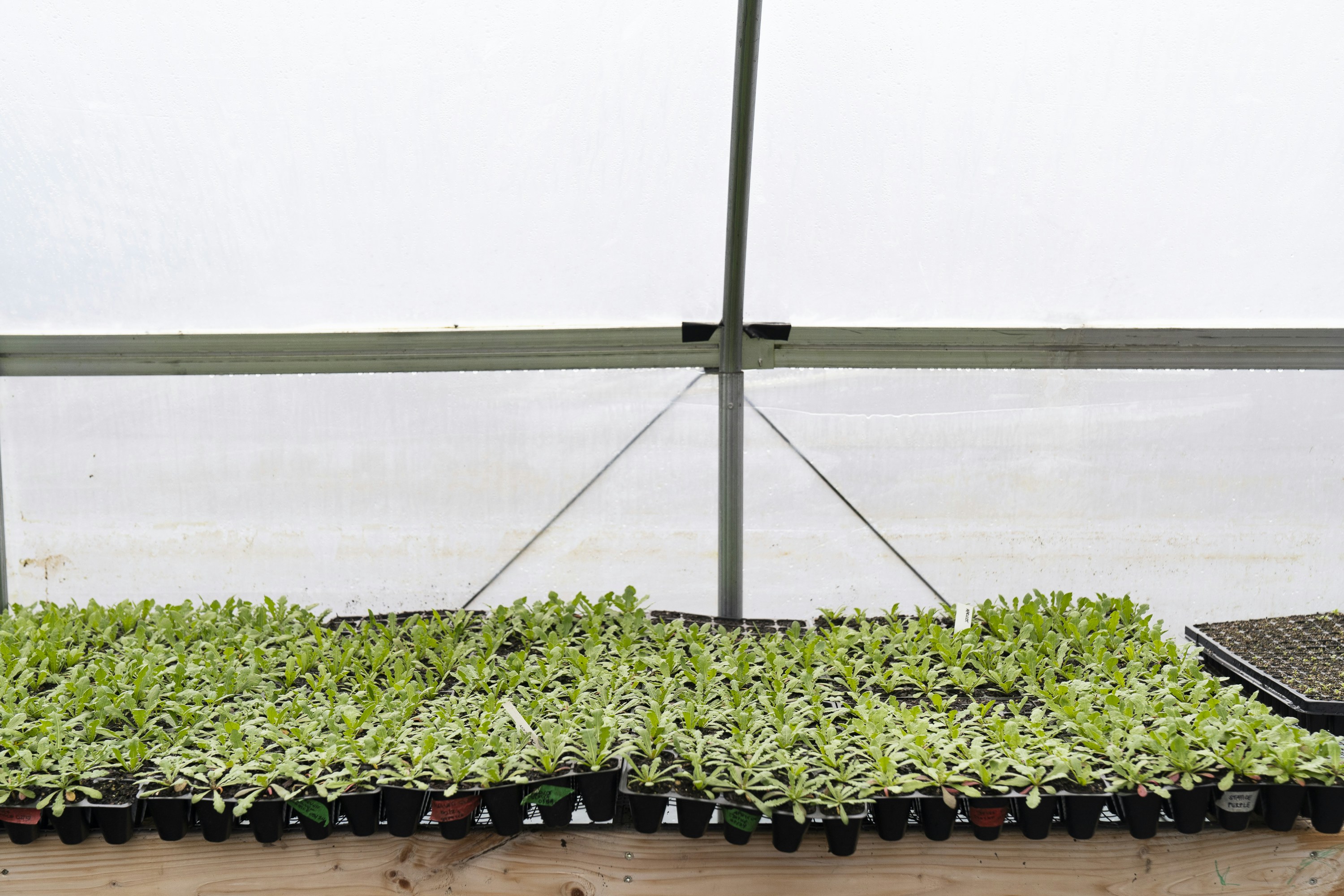 a row of plants in a greenhouse