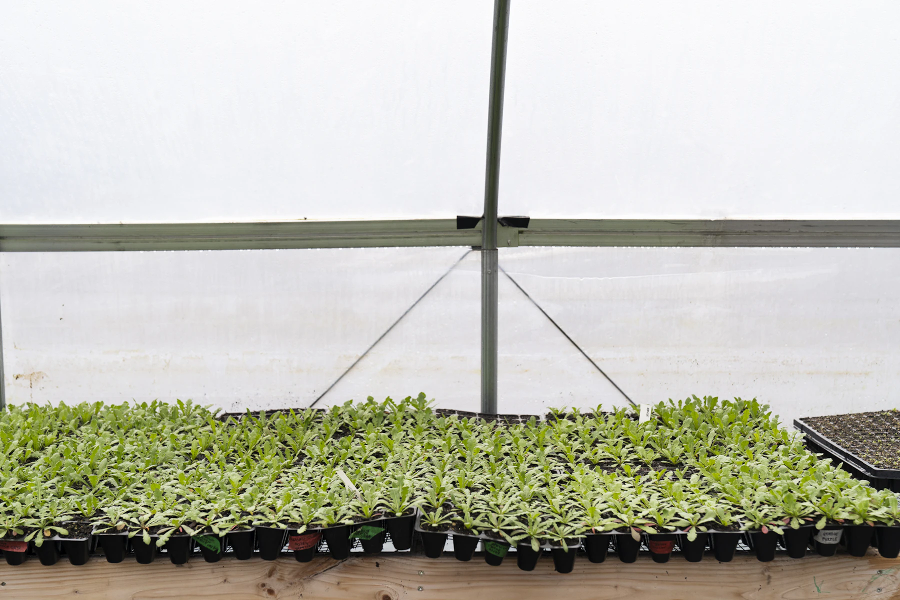 Trays of young green seedlings lined up along a wooden bench inside a film-covered greenhouse