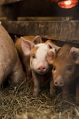 a group of pigs in a pen