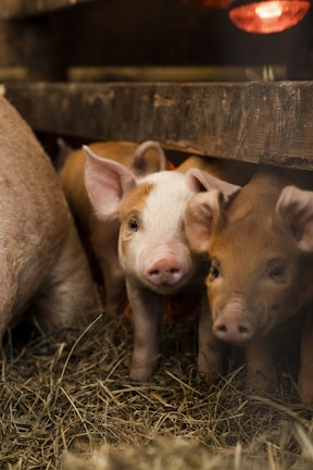 a group of pigs in a pen