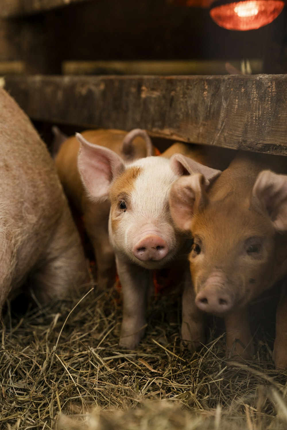 a group of pigs in a pen