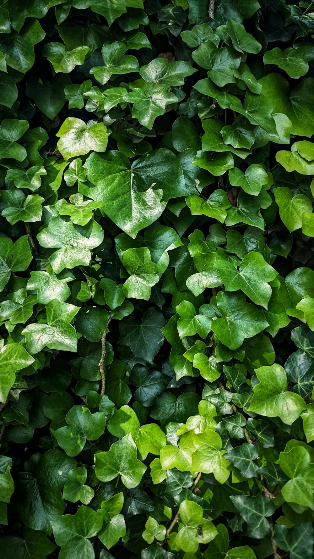 a group of green leaves