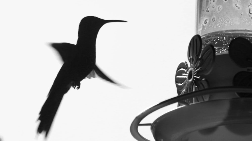 a black bird drinking water from a faucet