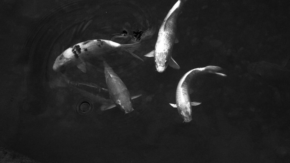 a group of fish swimming in water