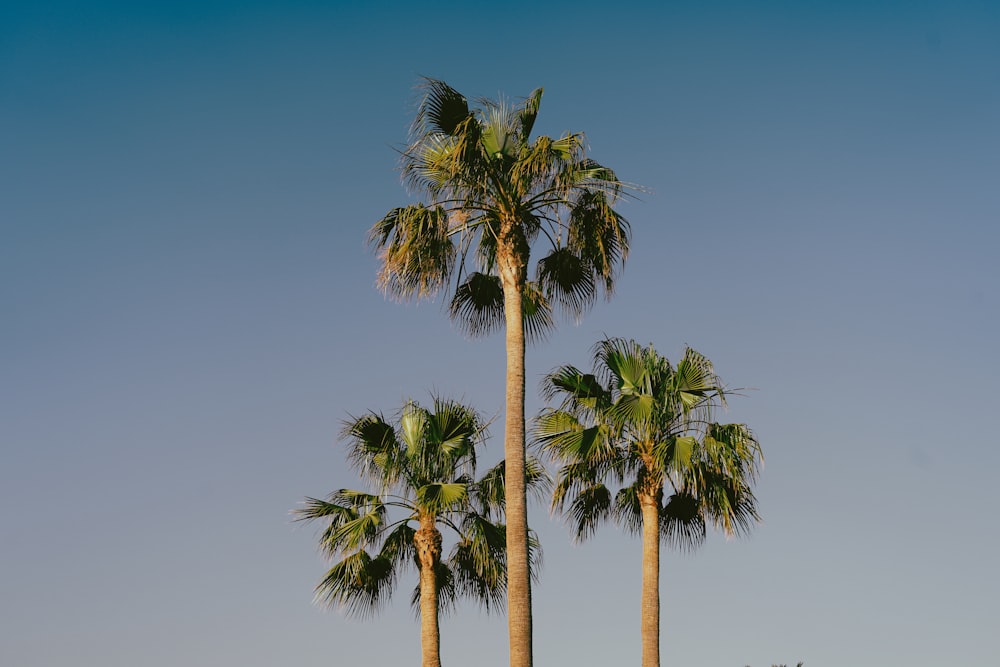 a group of palm trees