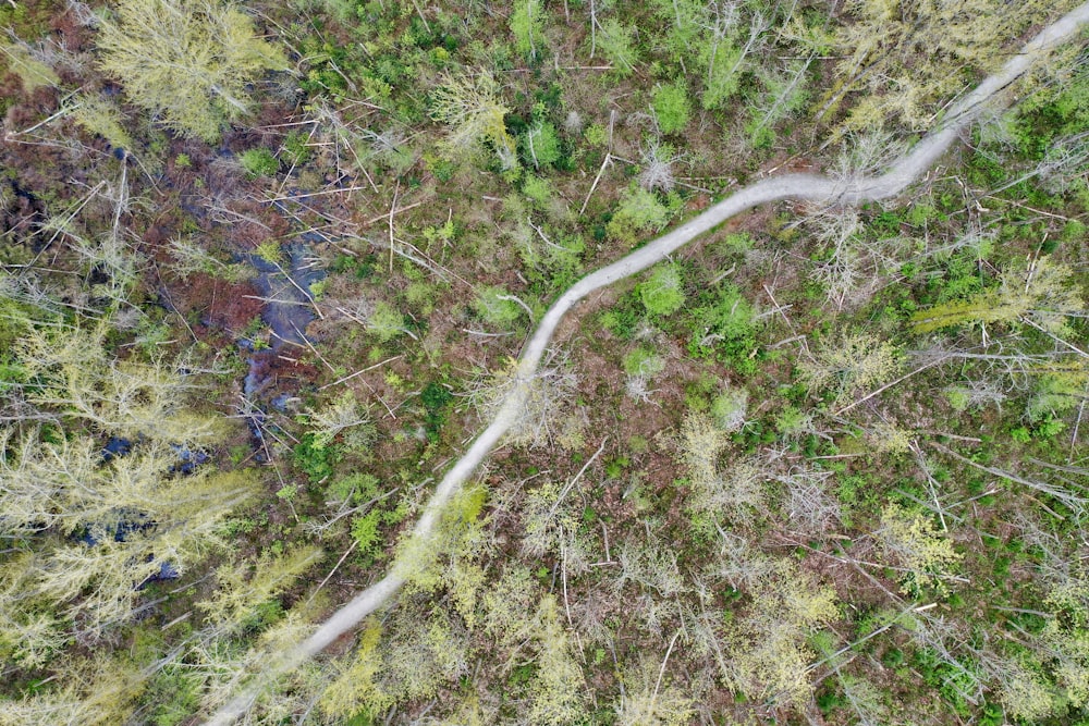 Un arroyo en un bosque