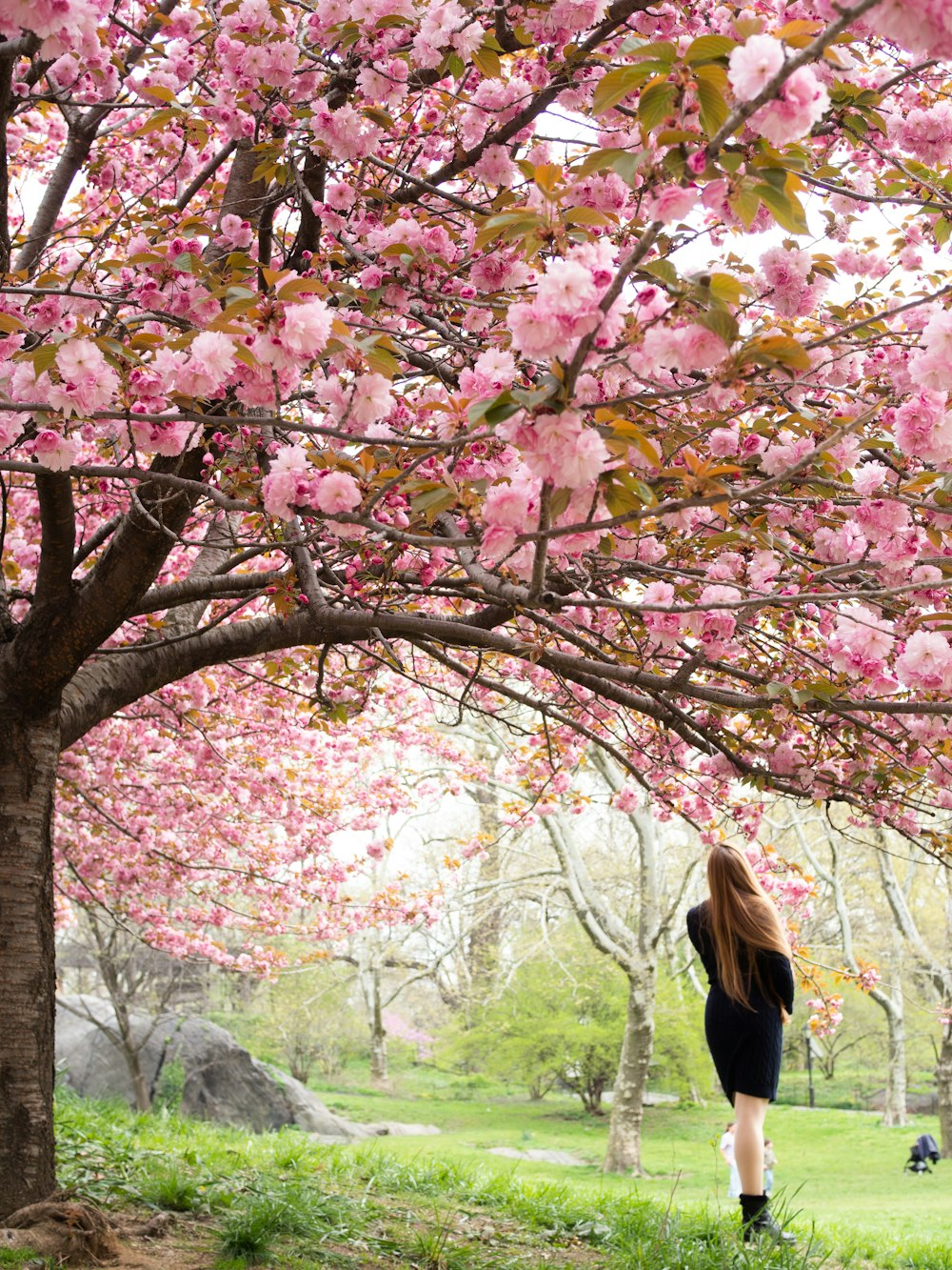 Una persona parada debajo de un árbol con flores rosadas