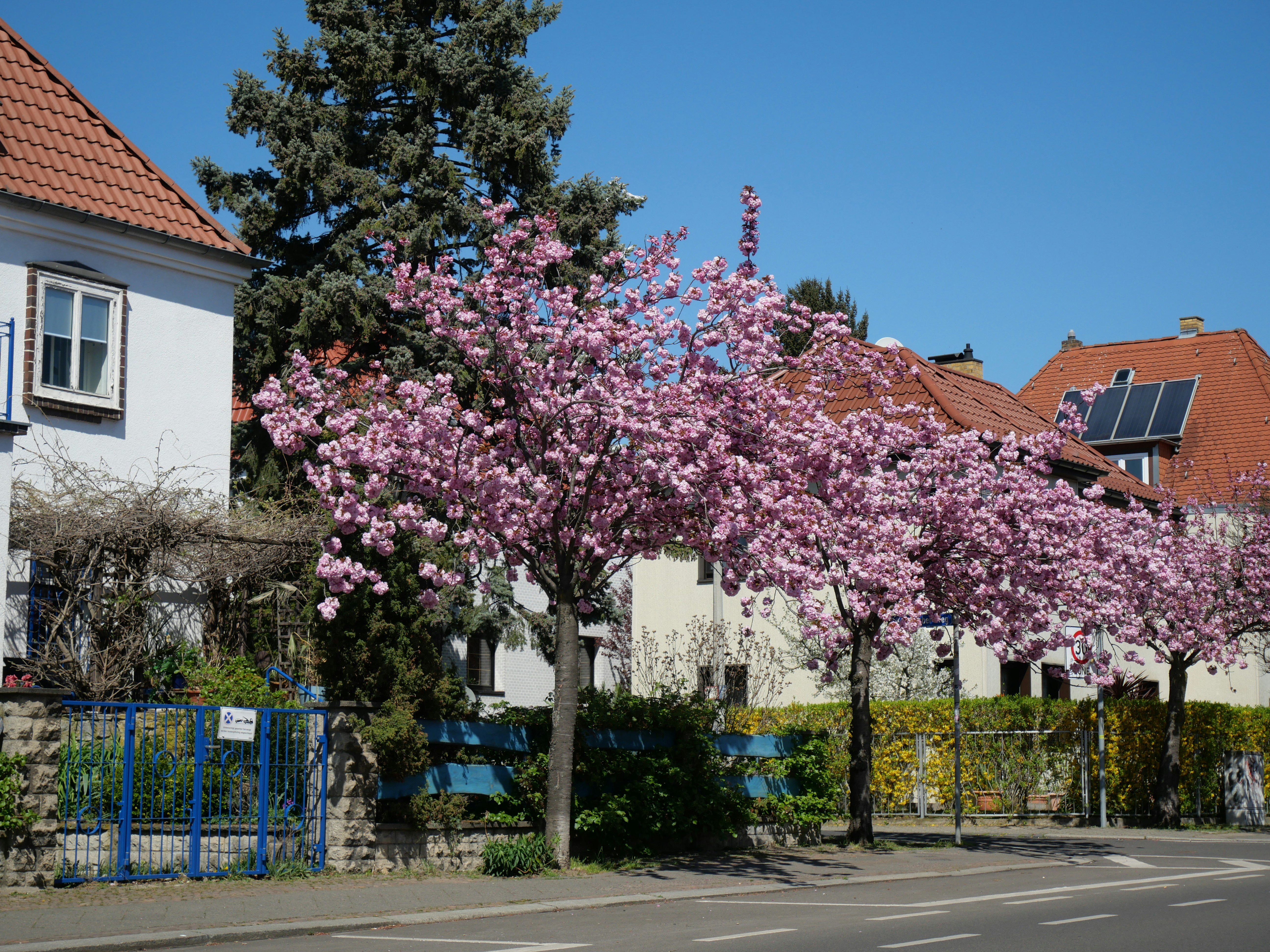 a tree with pink flowers