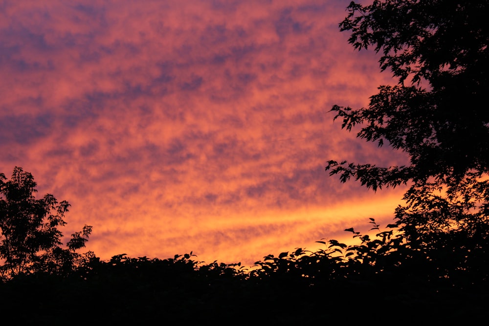 a sunset with trees